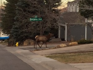 Wildlife sitings are common