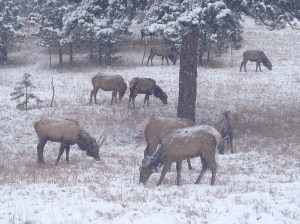 Elk in Winter